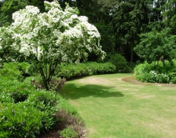 Kunstgras en snoeiwerk onderhoud aan tuin